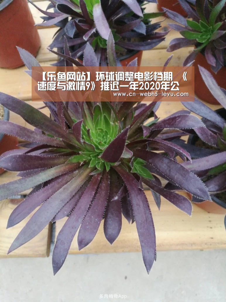 【乐鱼网站】环球调整电影档期 《速度与激情9》推迟一年2020年公映(图3) 乐鱼体育